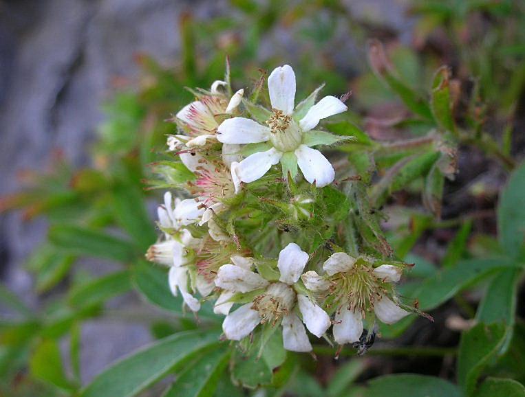 Potentilla caulescens / Cinquefoglia penzola